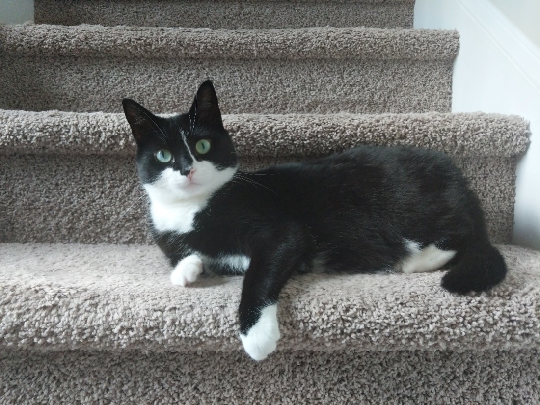 CA black and white cat laying on a stair looking at the camera.