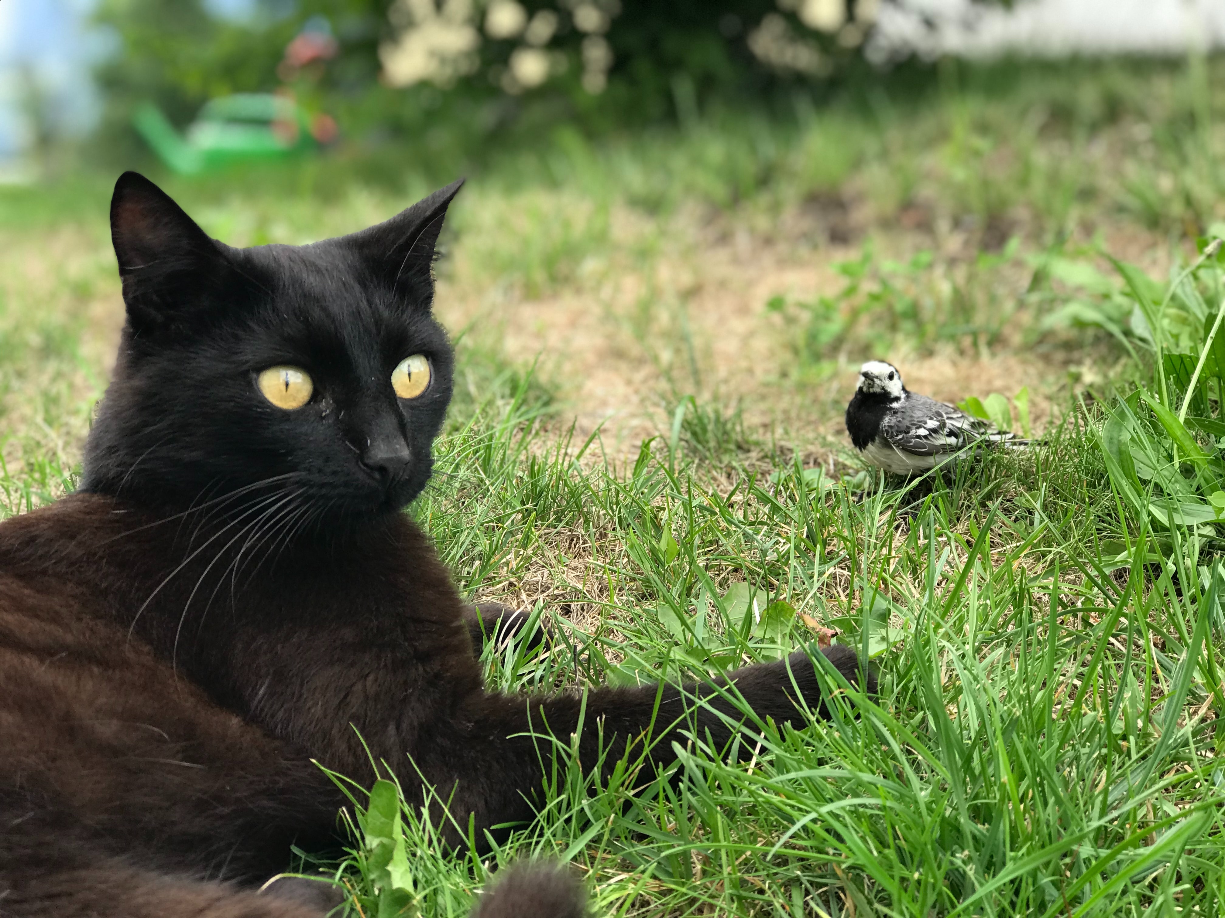 Black Bombay cat on green field near black-and-white, small-beaked bird