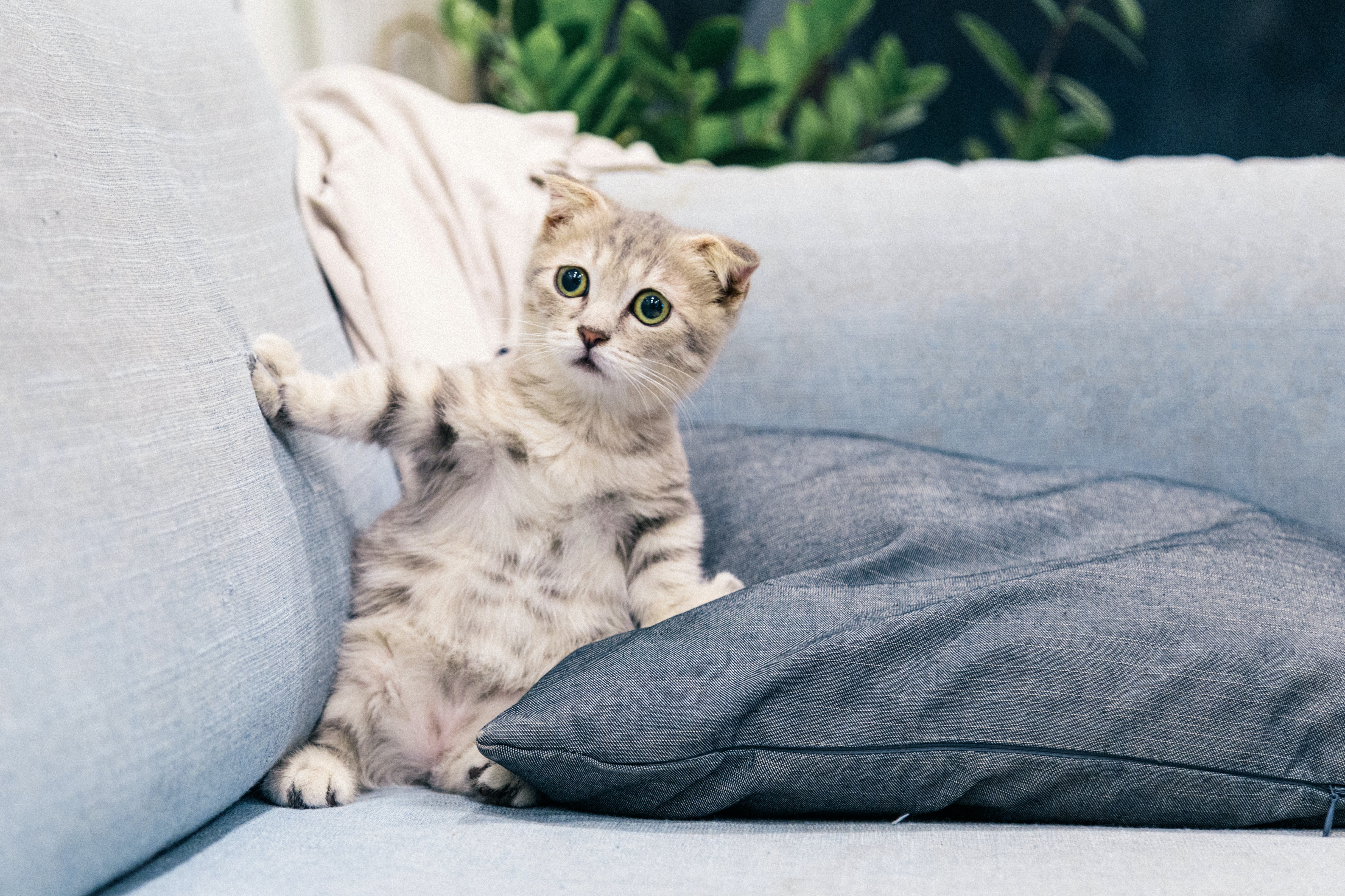 Brown tabby kitten sitting on a couch with a look of surprise.