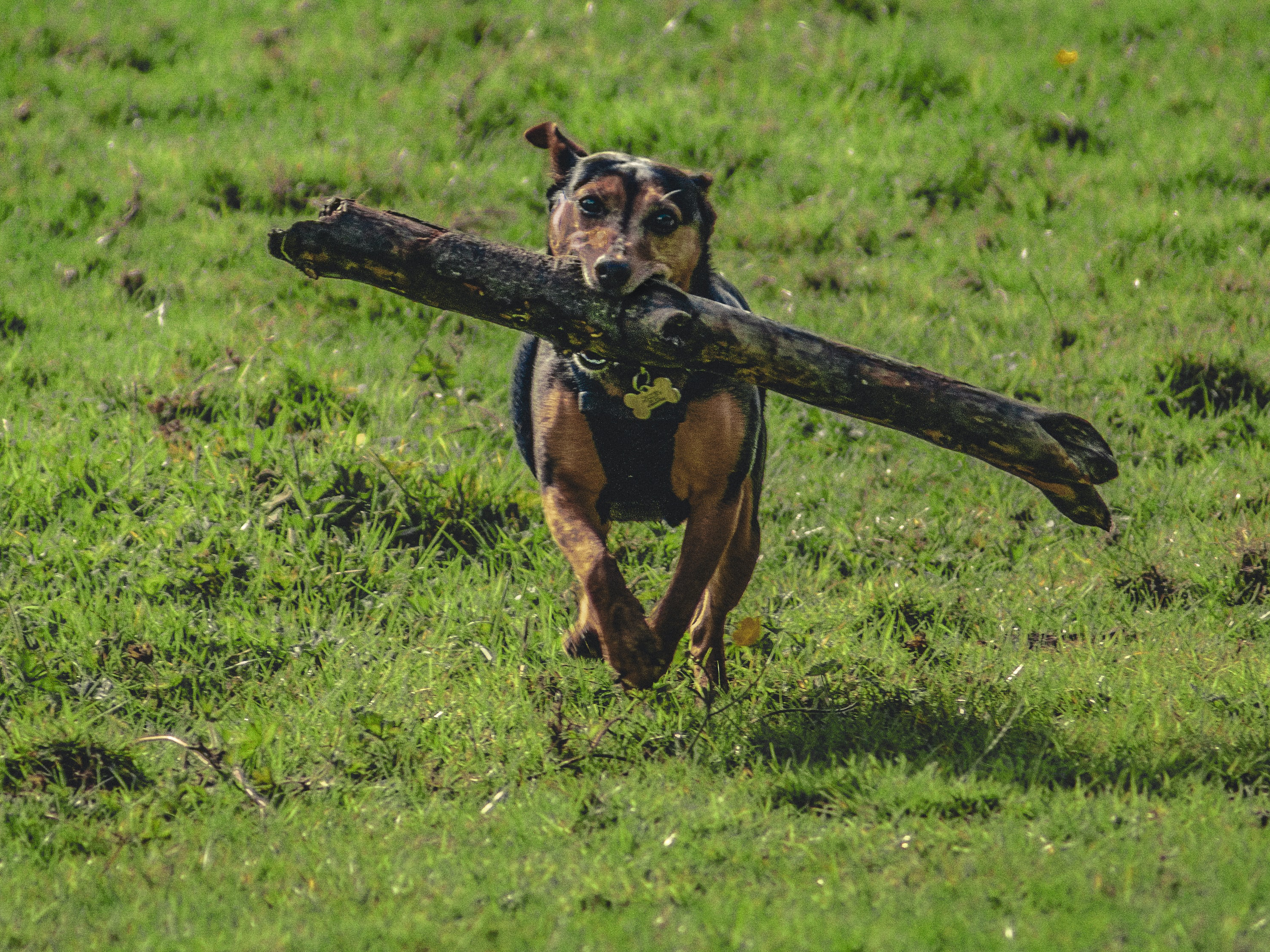 Dog running on grass with a large log in its mouth.