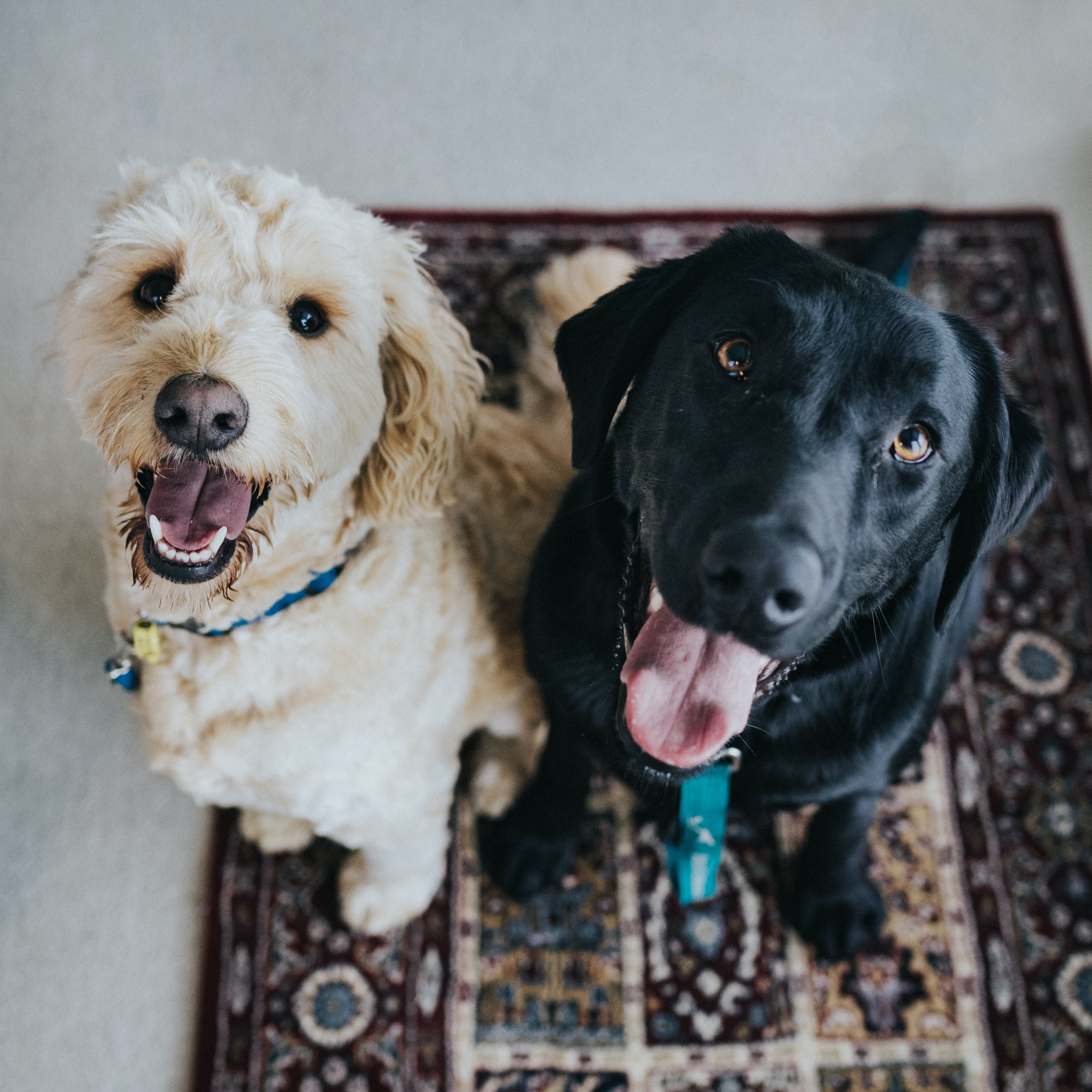 A goldendoodle and black Labrador retriever sitting on a maroon area rug; both are smiling.