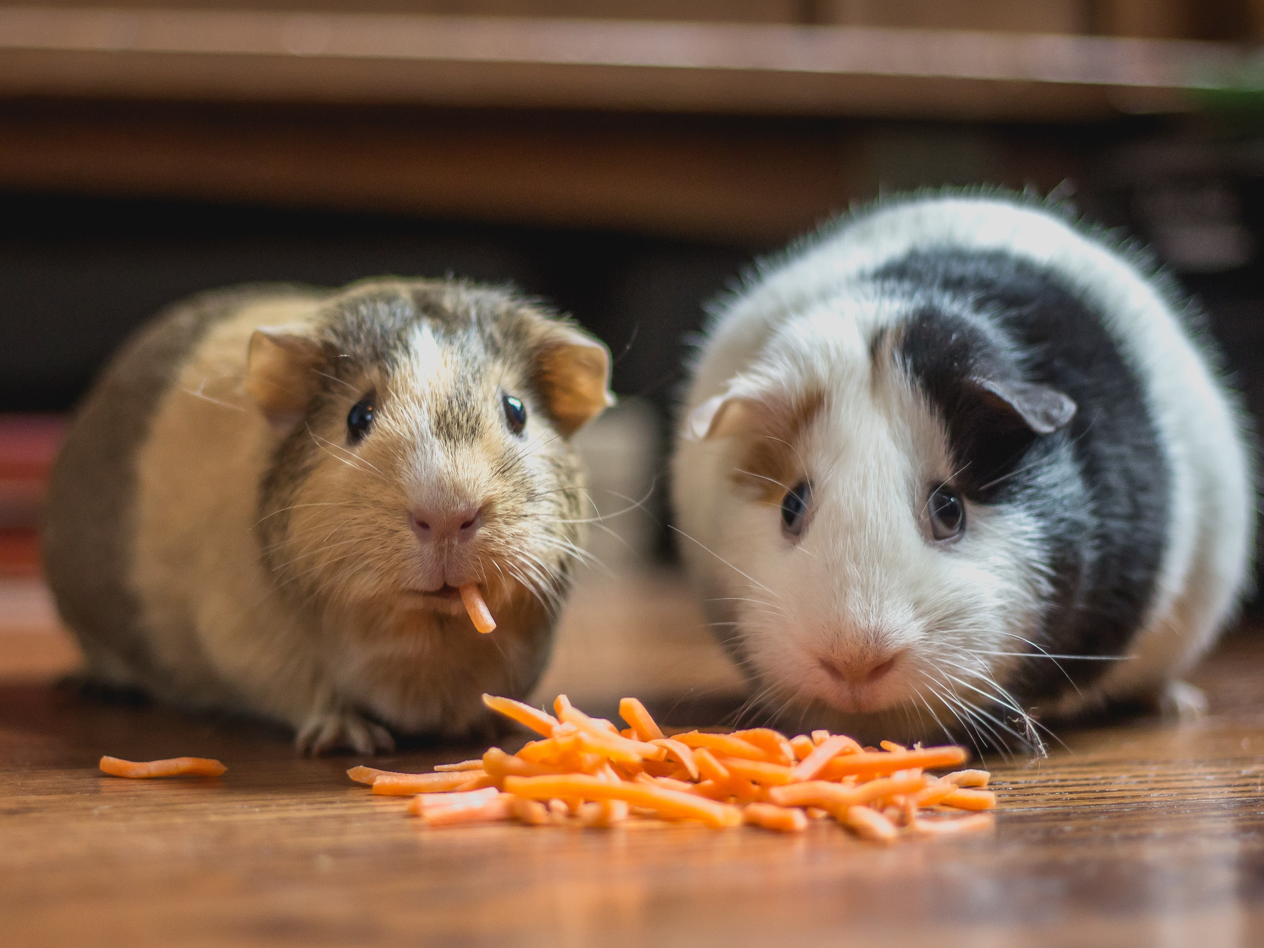 Two guinea pigs eating shaved carrots.