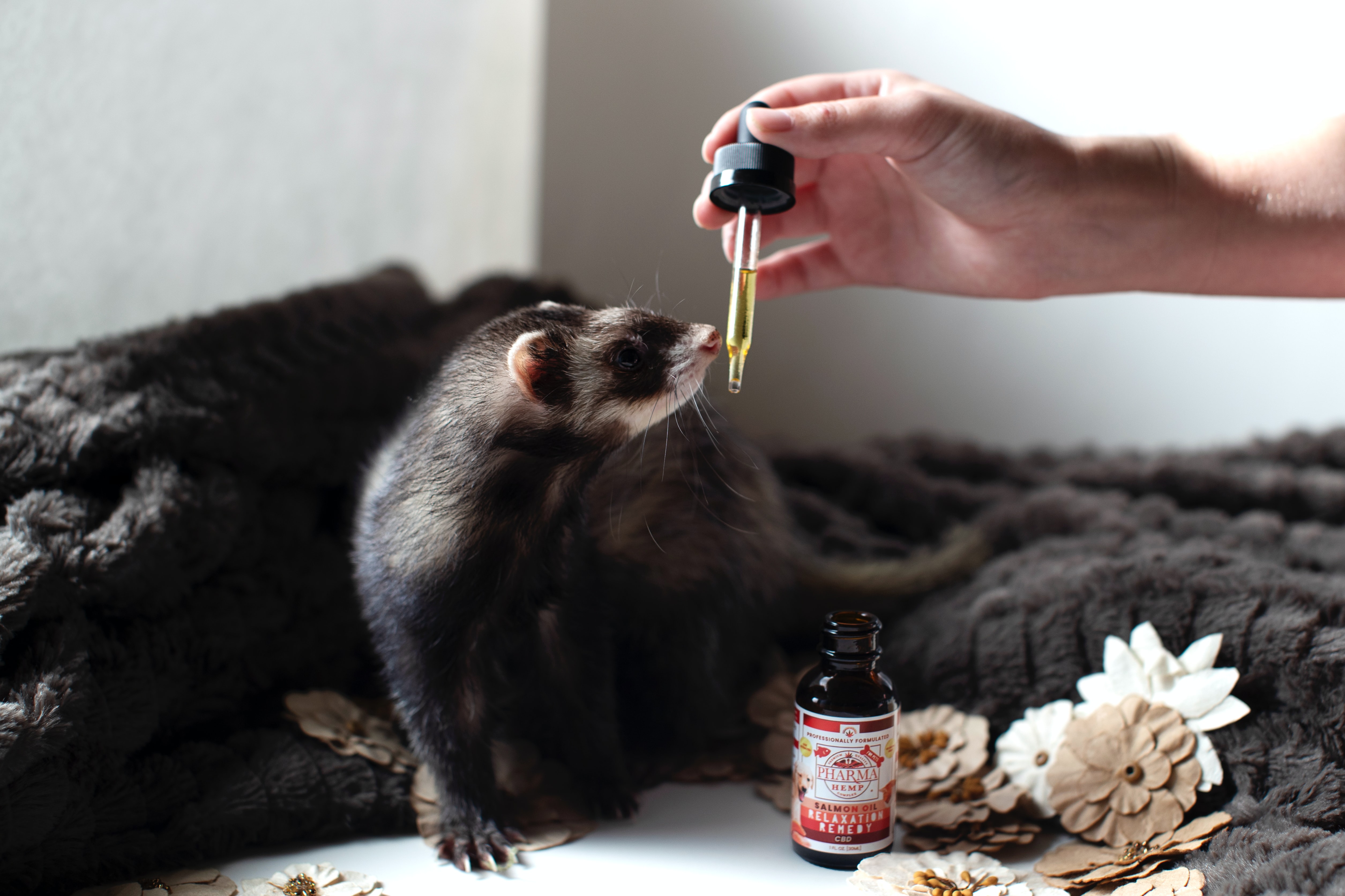 Person's hand feeding a ferret with an eye-dropper.